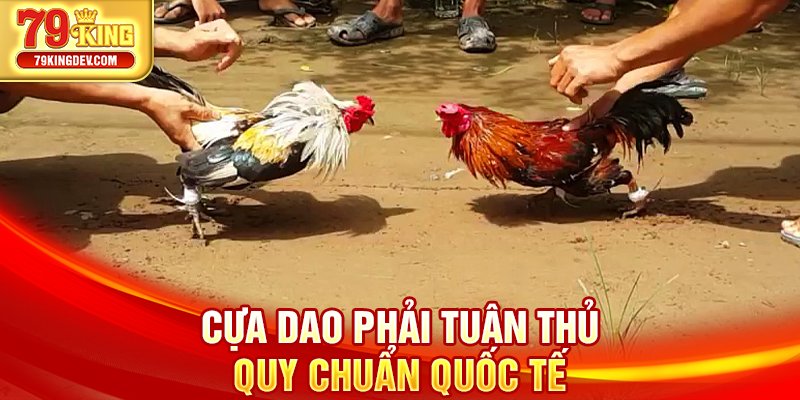 Đá Gà Cựa Dao – Đỉnh Cao Kịch Tính Trên Sàn Cược 79King Cựa dao phải tuân thủ quy chuẩn quốc tế