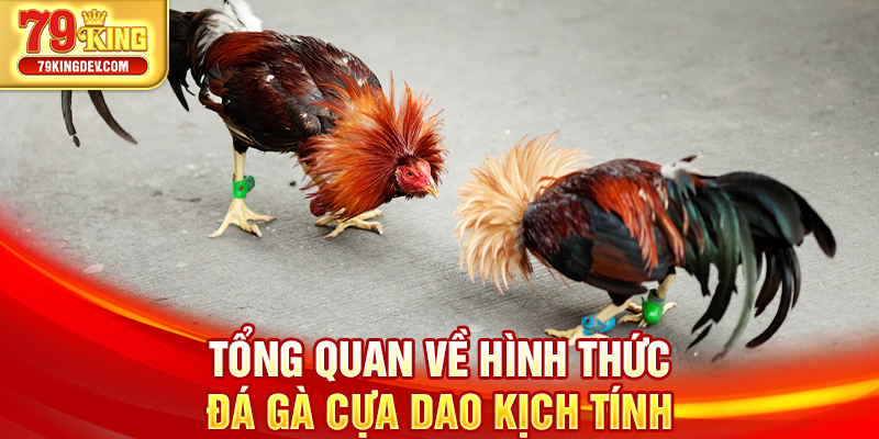 Đá Gà Cựa Dao – Đỉnh Cao Kịch Tính Trên Sàn Cược 79King Tổng quan về hình thức đá gà cựa dao kịch tính